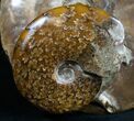 Double Cleoniceras Ammonite Specimen - #10155-3